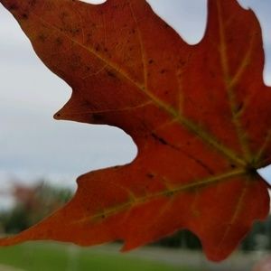 Meet your Posher, Danine